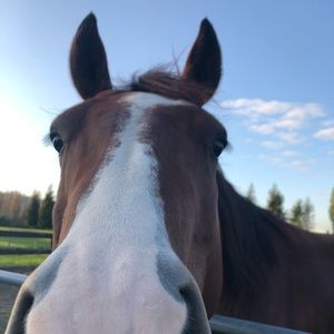 Meet your Posher, Keesa